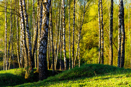 日出或日落在春天的白桦林里，有年轻的绿叶。