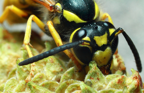 黄蜂，植物上的黄黑色昆虫，特写