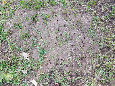 绿草上有洞的蚁巢或土丘