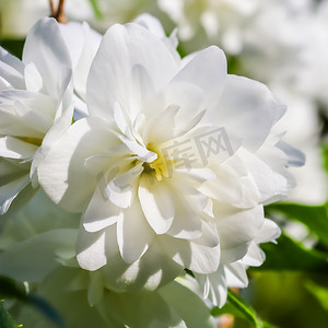 白色鲜花摄影照片_花园里的白色特里茉莉花。