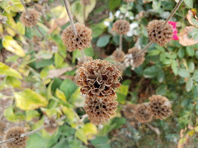 绿叶植物上的棕色干花