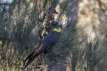 袋鼠吃东西摄影照片_雌性有光泽的黑凤头鹦鹉在树上吃东西。