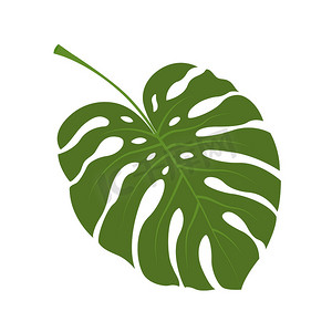 热带龟背竹植物的大绿叶。