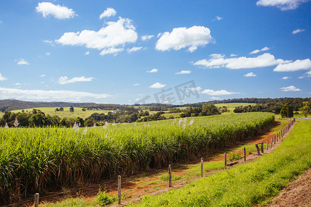 澳大利亚甘蔗田和景观