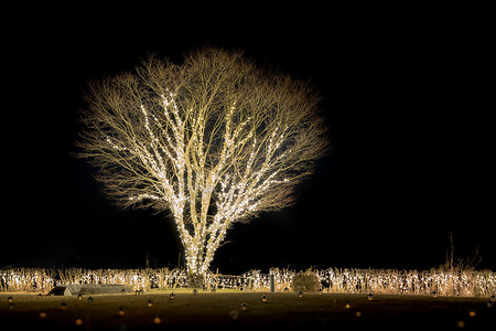 浪漫场景摄影照片_装饰 LED 照明单树的浪漫场景