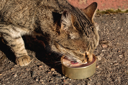 流浪猫摄影照片_虎斑流浪猫吃罐头里的肉