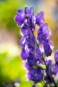 雨后乌头花 (Aconitum variegatum)