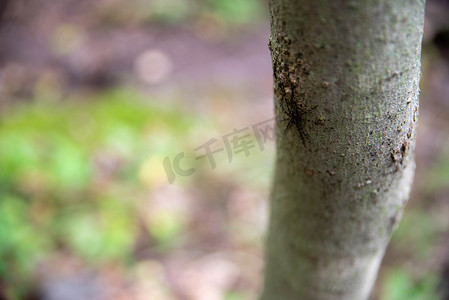 宾夕法尼亚州一棵树上的苍白树皮，上面有一只条纹捕鱼蜘蛛