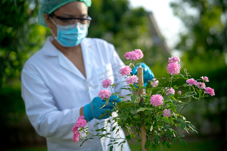 科学家医生检查健康粉红树玫瑰植物研究皮肤和香水产品、环境、生态、替代自然医学