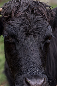 关闭威尔士黑牛的肖像图像