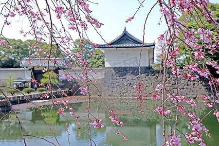 传统的城堡建筑和粉红色的樱花樱花流