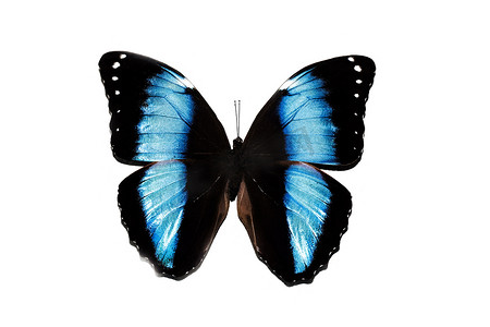 翅膀大翅膀摄影照片_带蓝色翅膀的大蝴蝶，白色背景中孤立，morpho achilles