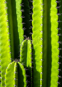 由 Cereus Peruvianus 仙人掌丰满的茎和尖刺组成的绿色背景