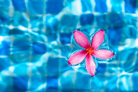 漂浮花瓣摄影照片_漂浮在蓝色池塘水上时拍摄的粉红色花朵宏观照片