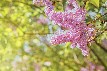 淡紫色的嫩枝在模糊的背景下，墙纸的图像，春天浪漫的清新心情。