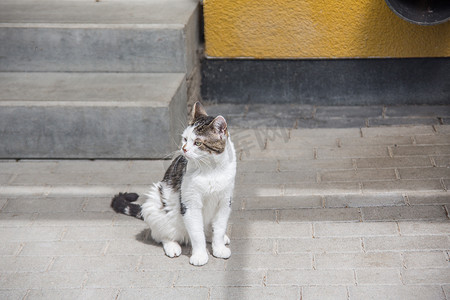 楼梯上的白色灰色家猫