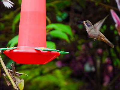 绿色飞鸟摄影照片_蜂鸟从红色喂食器喂食
