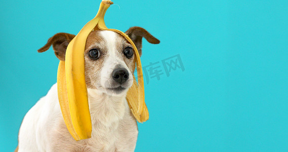 卡通人头像摄影照片_头像上有香蕉皮的搞笑狗