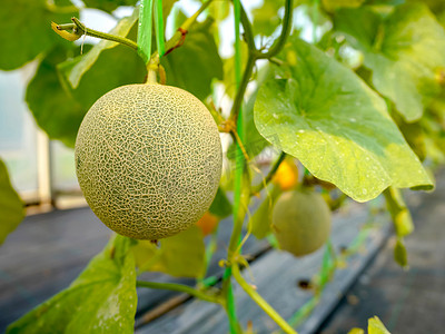 有机温室农场种植的新鲜哈密瓜