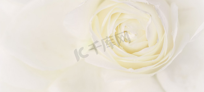 软焦点，抽象花卉背景，白玫瑰花。