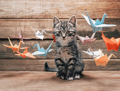 小猫折纸摄影照片_坐在纸折纸鹤中的小猫