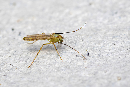 米奇摄影照片_白色背景上的摇蚊或非咬人蠓的图像。