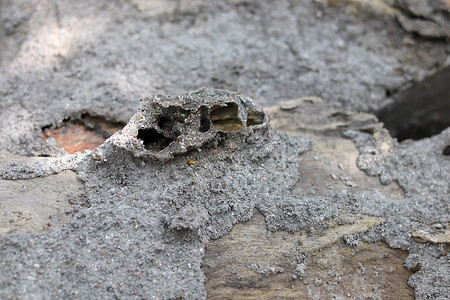 白蚁咬木板的特写并创建具有离焦模糊背景的水泥土丘