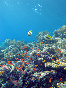 海底植物摄影照片_蓝色水背景下热带海底的彩色珊瑚礁与异国情调的鱼类