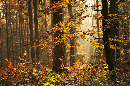 秋天的彩绘森林