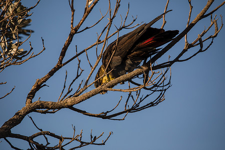 雌性有光泽的黑凤头鹦鹉在树上吃东西。