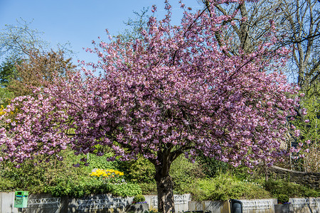 粉色城堡摄影照片_锡根城堡公园里开着粉红色花朵的樱花树