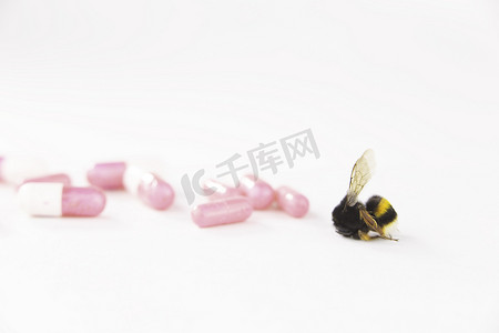 自然警报概念：大黄蜂（Bombus）死于选择性聚焦白色背景与象征农药的药物的特写