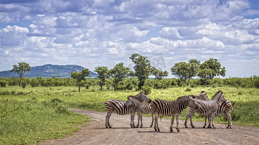 斑马摄影照片_南非克鲁格国家公园的平原斑马