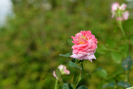 粉色玫瑰花与梦幻绿色背景