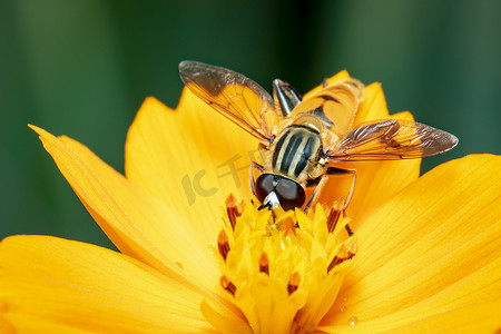 锡纸黄花鱼摄影照片_黄花花粉上的花蝇或食蚜蝇（Helophilus insignis）在自然背景下吸食花蜜的图像。