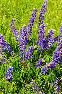 羽扇豆，羽扇豆，带粉紫色和蓝色花朵的羽扇豆田