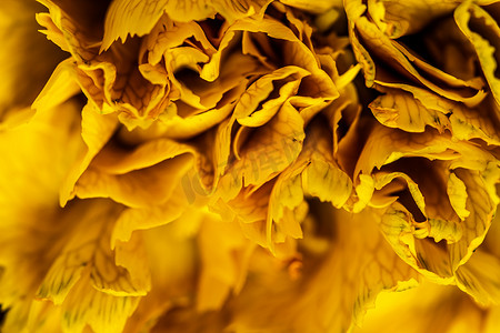 抽象花卉背景，黄色康乃馨花瓣。