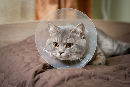生病的灰色苏格兰直种猫戴着宠物医用项圈锥体伊丽莎白时代的项圈，以避免在家里舔。