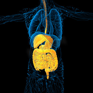 胃肝肾摄影照片_3d 渲染人体消化系统的医学插图