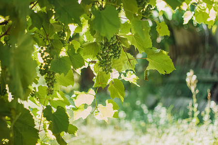 藤本植物摄影照片_在明亮的阳光下模糊的绿色背景上的年轻葡萄树