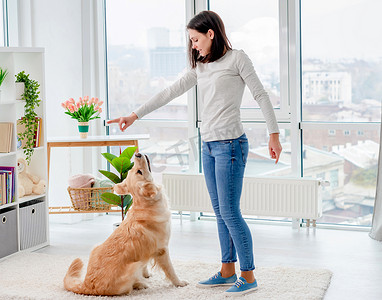 彩绘金毛摄影照片_训练金毛猎犬的小女孩