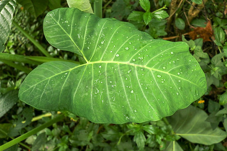热带植物 Colocasia Esculenta 的巨大叶子，叶区雨后形成水滴。