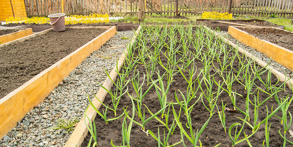 根据有机农业的原则种植大蒜和洋葱，用于种植蔬菜的木床。