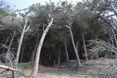 海边的松树和松林、Marina di Cecina 的海滩和大海、Maremma、托斯卡纳、意大利、欧洲