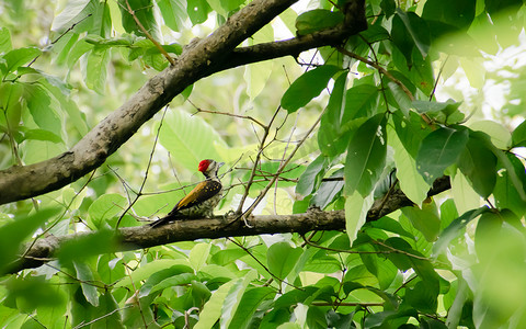 在森林林地的树干上发现了幼年大啄木鸟（dryocopus lineatus）。