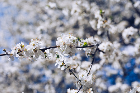 春天边框背景与开花，特写。