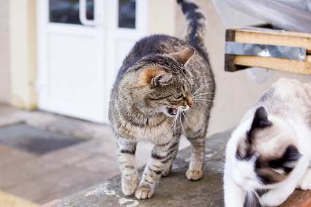 发出嘶嘶声摄影照片_猫在另一只猫附近发出嘶嘶声