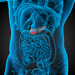 胰酶摄影照片_胰腺的 3d 渲染医学插图