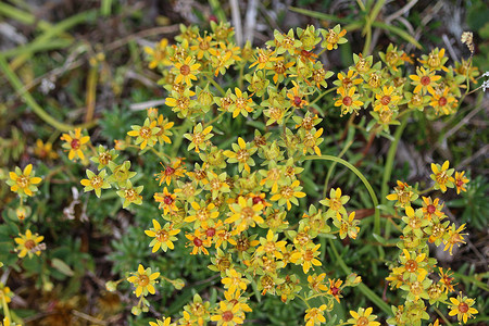 黄山夏天摄影照片_Saxifraga aizoides 花，又称黄山虎耳草或黄虎耳草