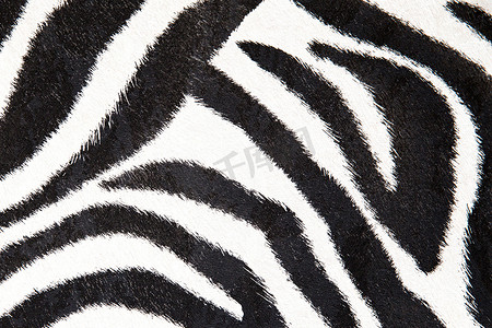 斑马背景摄影照片_用于设计的斑马背景黑白纹理
